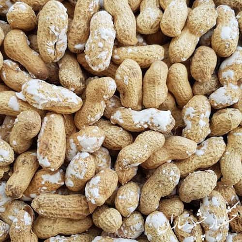 تصویر 5 از قیمت خرید بادام زمینی غلاف دار + فروش ویژه