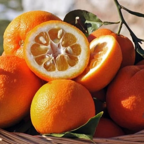 تصویر 2 از قیمت خرید کنسانتره نارنج ارگانیک + فروش ویژه