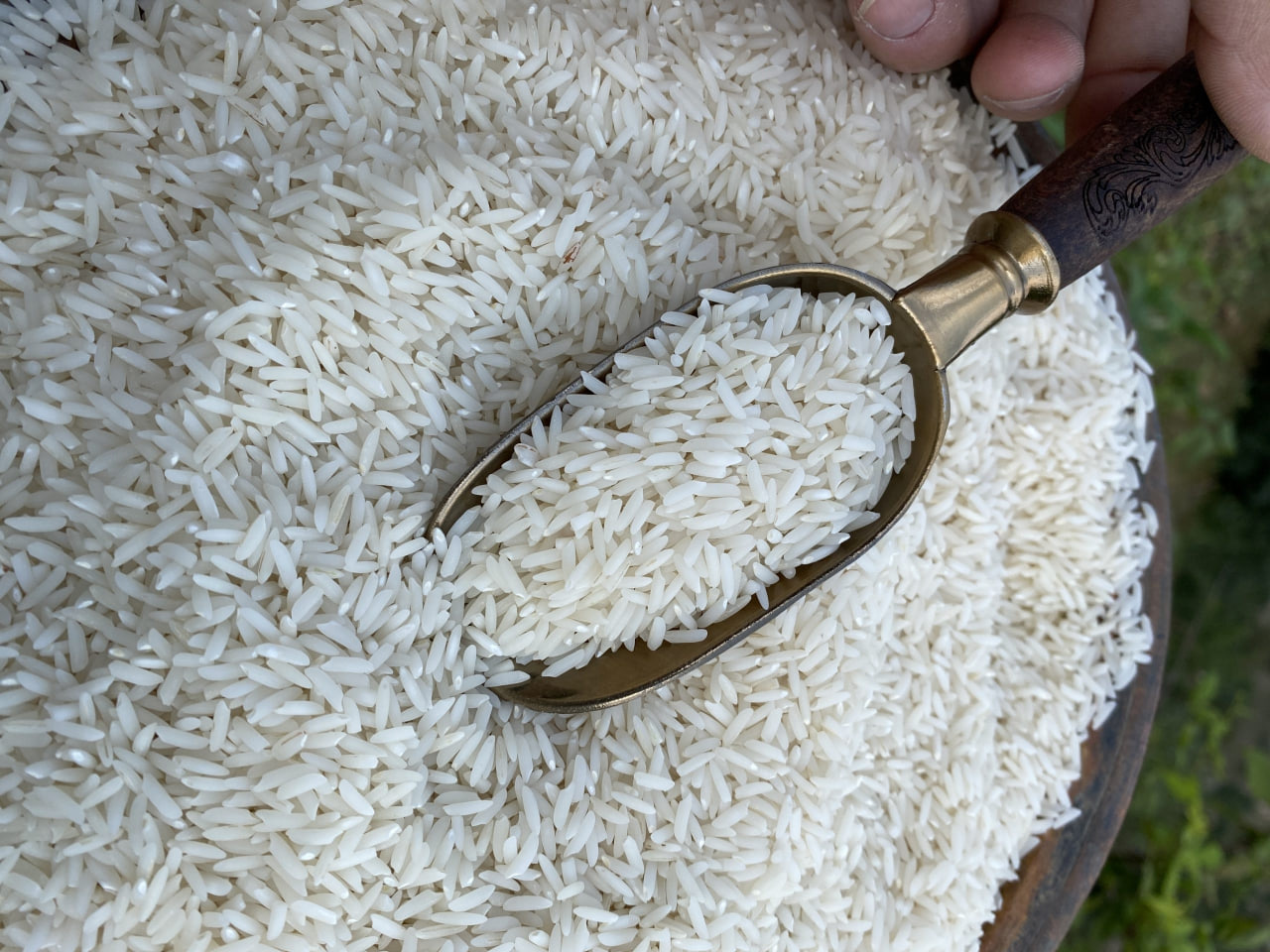 خرید برنج کامفیروز اصل از مزارع کامفیروز