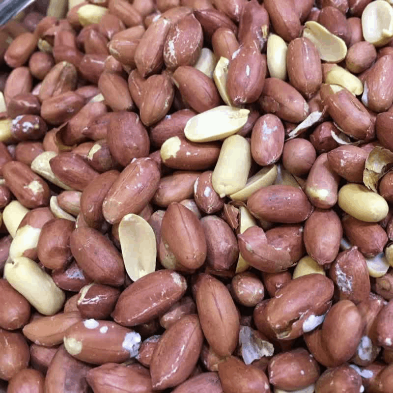 تصویر 1 از بادام زمینی مرغوب آستانه + فروش استثنایی
