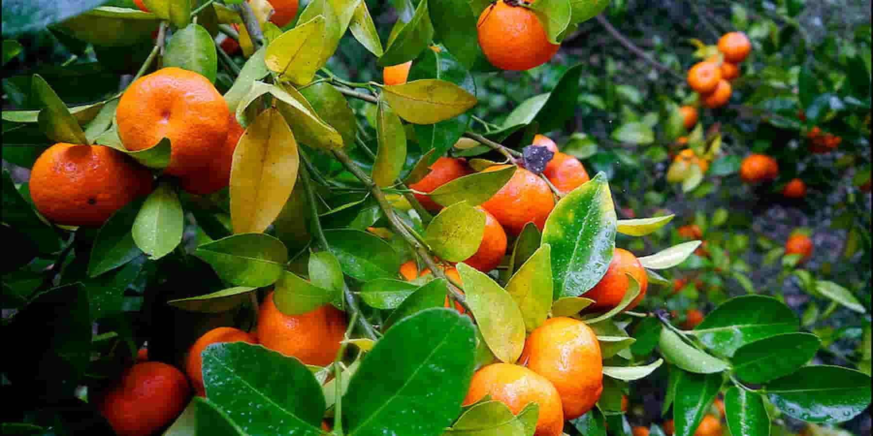 تصویر 1 از خرید و قیمت لیمو + فروش ویژه
