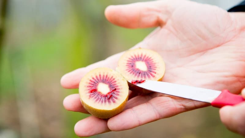 تصویر 1 از خرید کیوی + قیمت فروش استثنایی