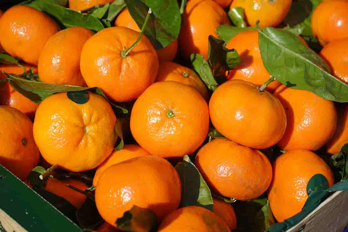 تصویر 3 از خرید و قیمت نارنگی + فروش صادراتی