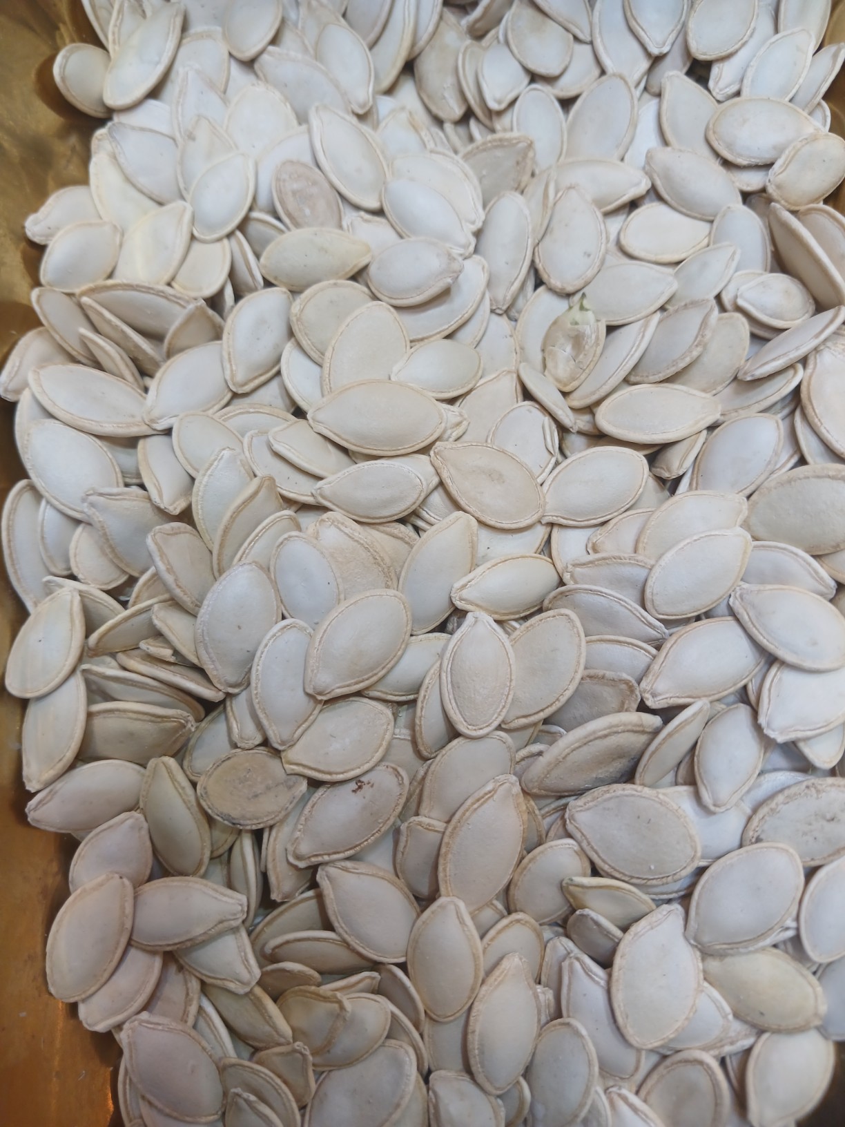 تصویر 1 از خرید تخمه کدو + با خدمات ویژه