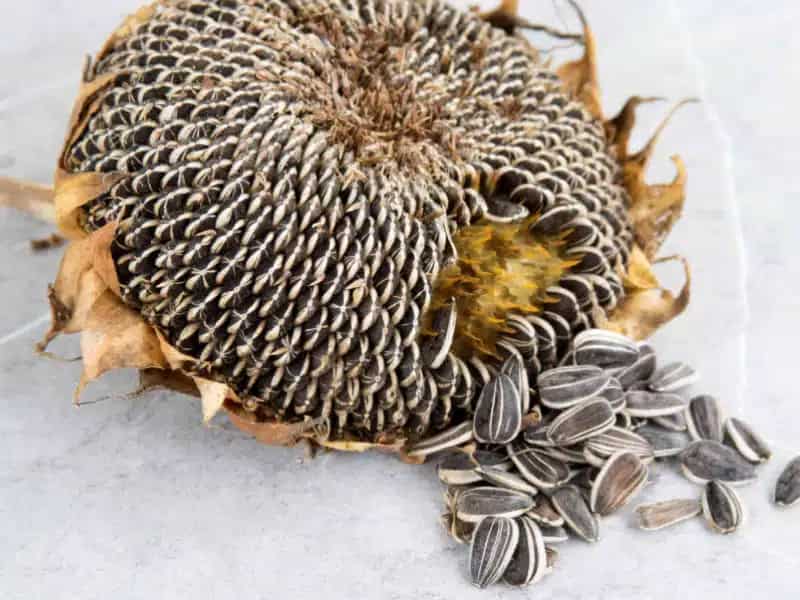 خرید تخمه آفتاب گردان + قیمت فروش استثنایی