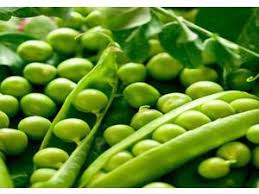 تصویر 5 از قیمت و خرید کنسرو نخود فرنگی بیژن + فروش ارزان