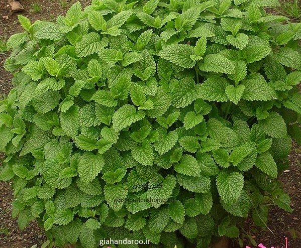 تصویر 4 از خرید و فروش عمده بادرنجبویه برگ خشک صادراتی با قیمت مناسب