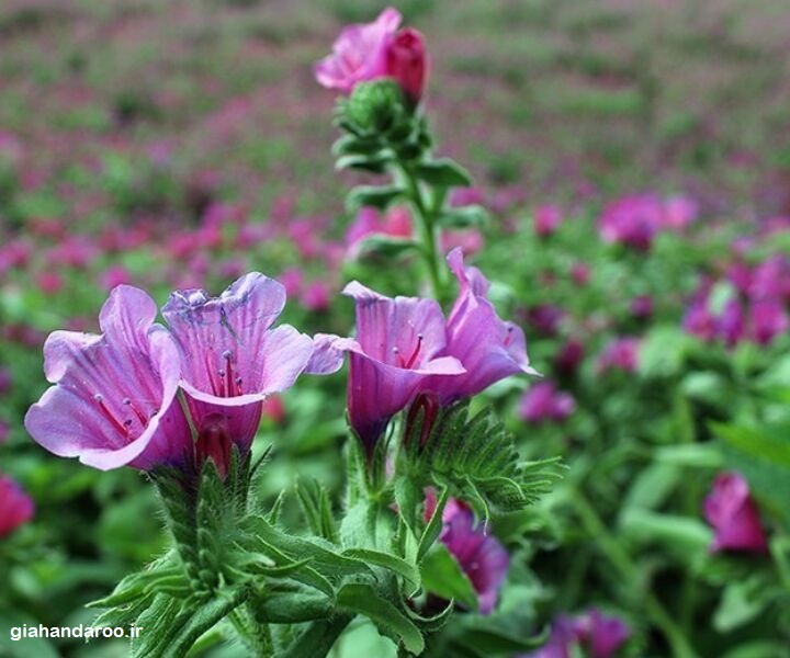 تصویر 3 از قیمت فروش عمده گل گاوزبان صادراتی اردبیل