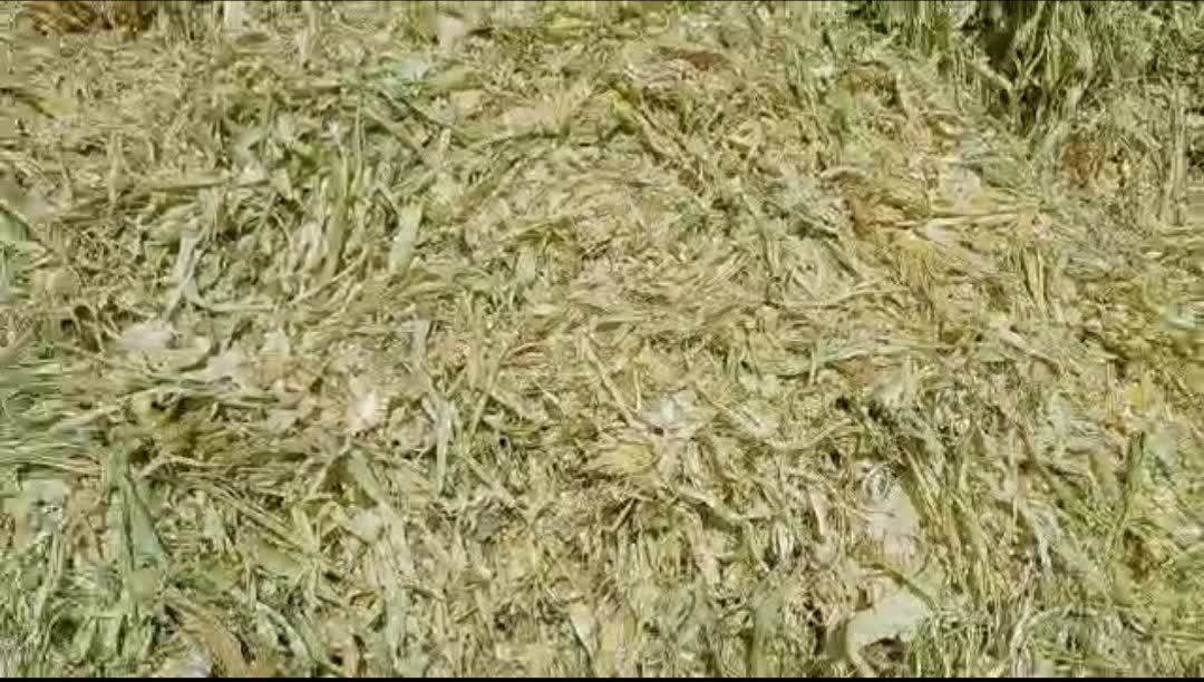 تصویر 1 از خرید تفاله ذرت ارزان