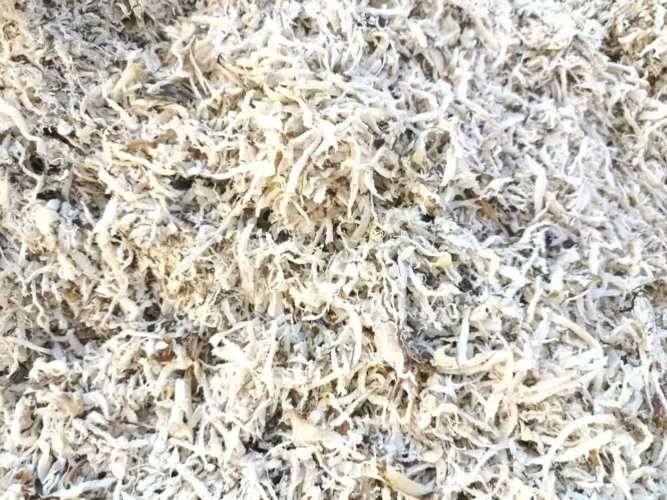 سفارش اینترنتی تفاله چغندر برای گوساله پرواری