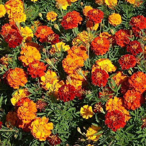 تصویر 3 از خرید و فروش عمده گل همیشه بهار صادراتی با بهترین قیمت