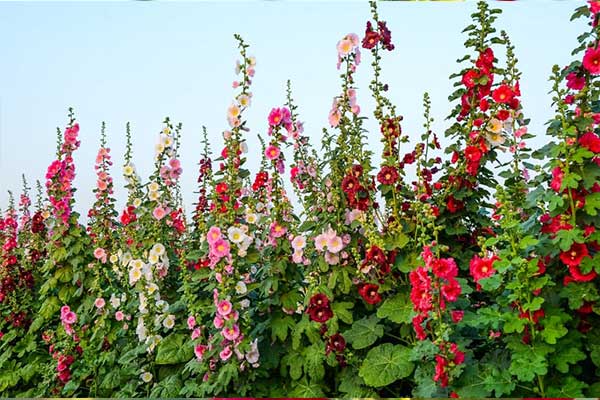 تصویر 1 از خرید و فروش عمده گل ختمی رنگی صادراتی با بهترین کیفیت
