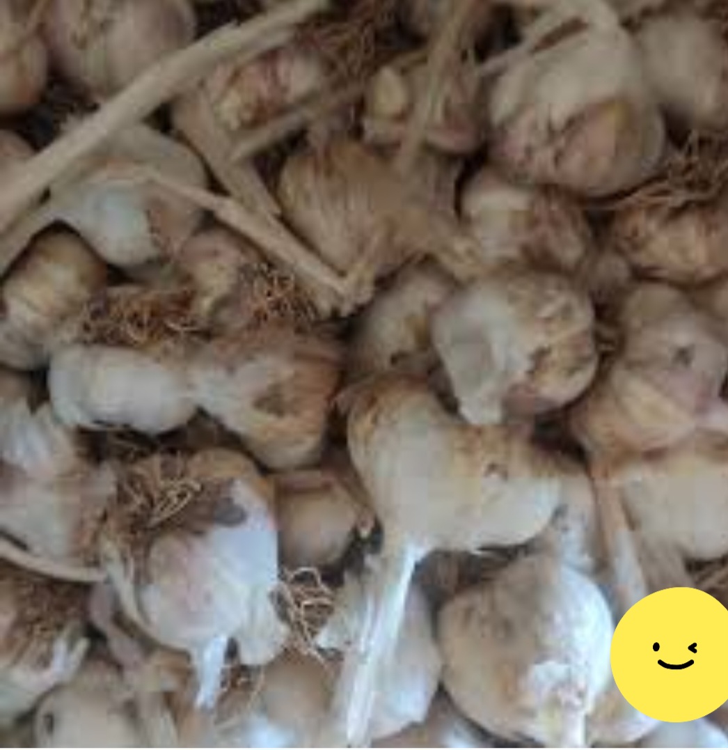 تصویر 2 از خرید سیر بذری مرغوب برای کاشت