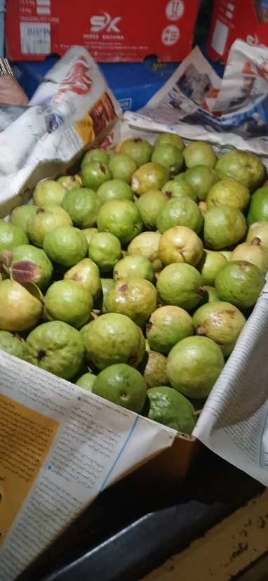 گواوا ارگانیک صادراتی + فروش عمده گواوا