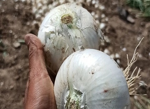 تصویر 2 از فروش عمده پیاز سفید کاشان + خرید مستقیم از مزارع کاشان