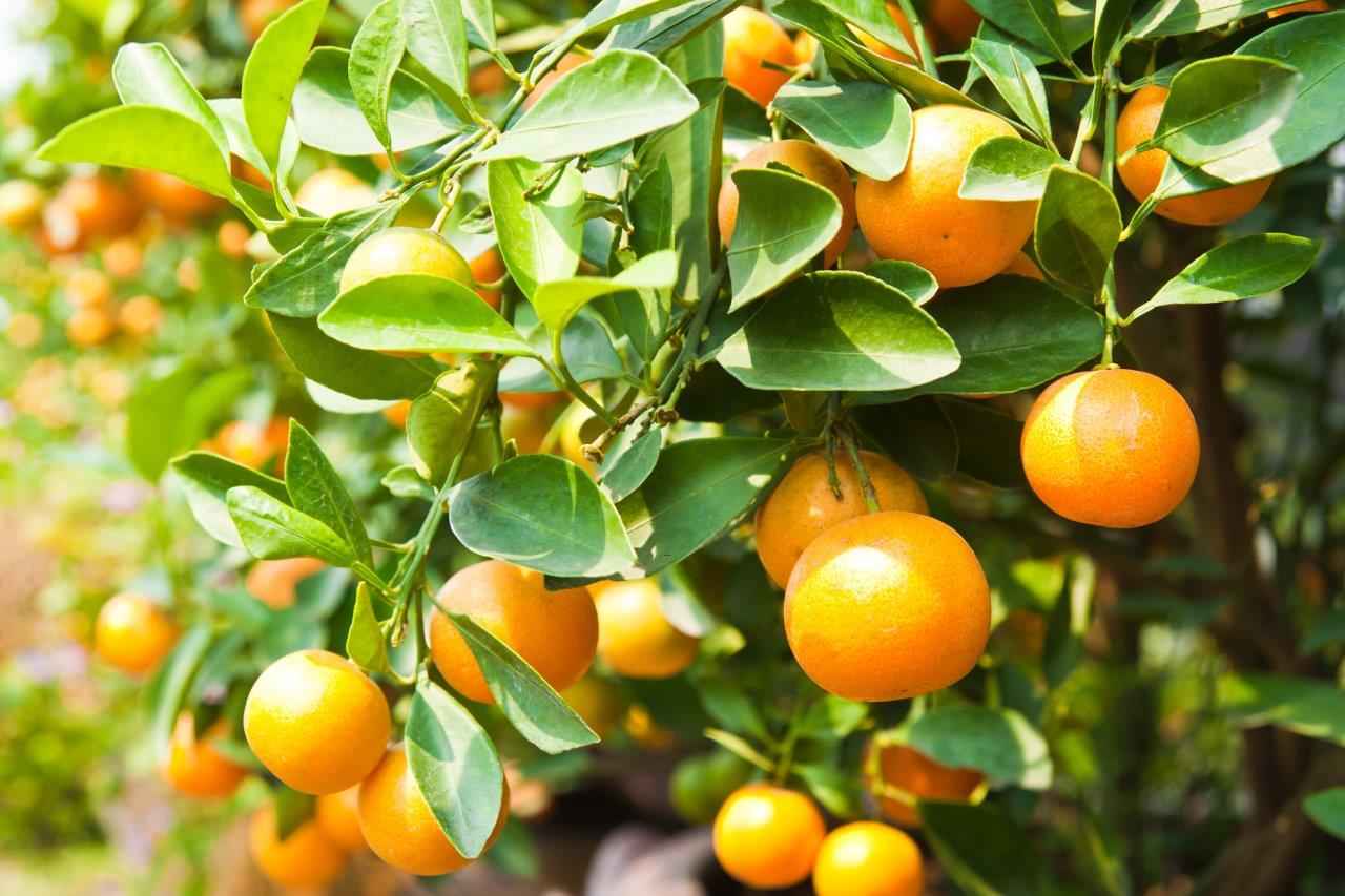 تصویر 3 از قیمت نارنج ارگانیک درجه 1 + خرید باور نمکردنی