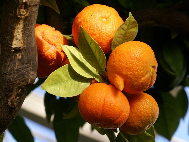 تصویر 2 از قیمت نارنج ارگانیک درجه 1 + خرید باور نمکردنی