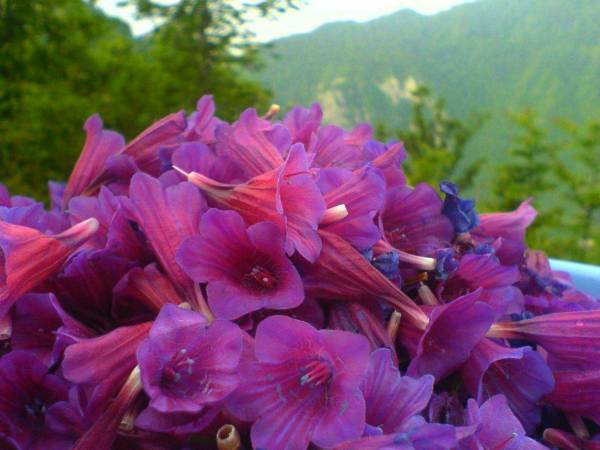 خرید عمده گل گاو زبان ارگانیک اردبیل + قیمت فروش صادراتی