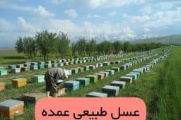 تصویر 2 از لیست به روز قیمت عسل خرید عمده