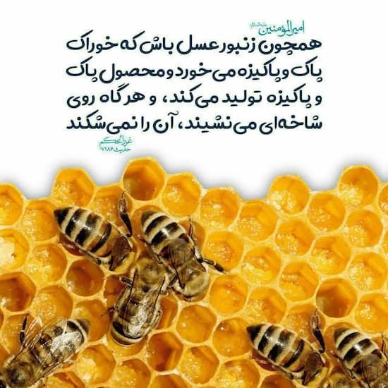 فروش بی واسطه شهد عسل + قیمت خرید