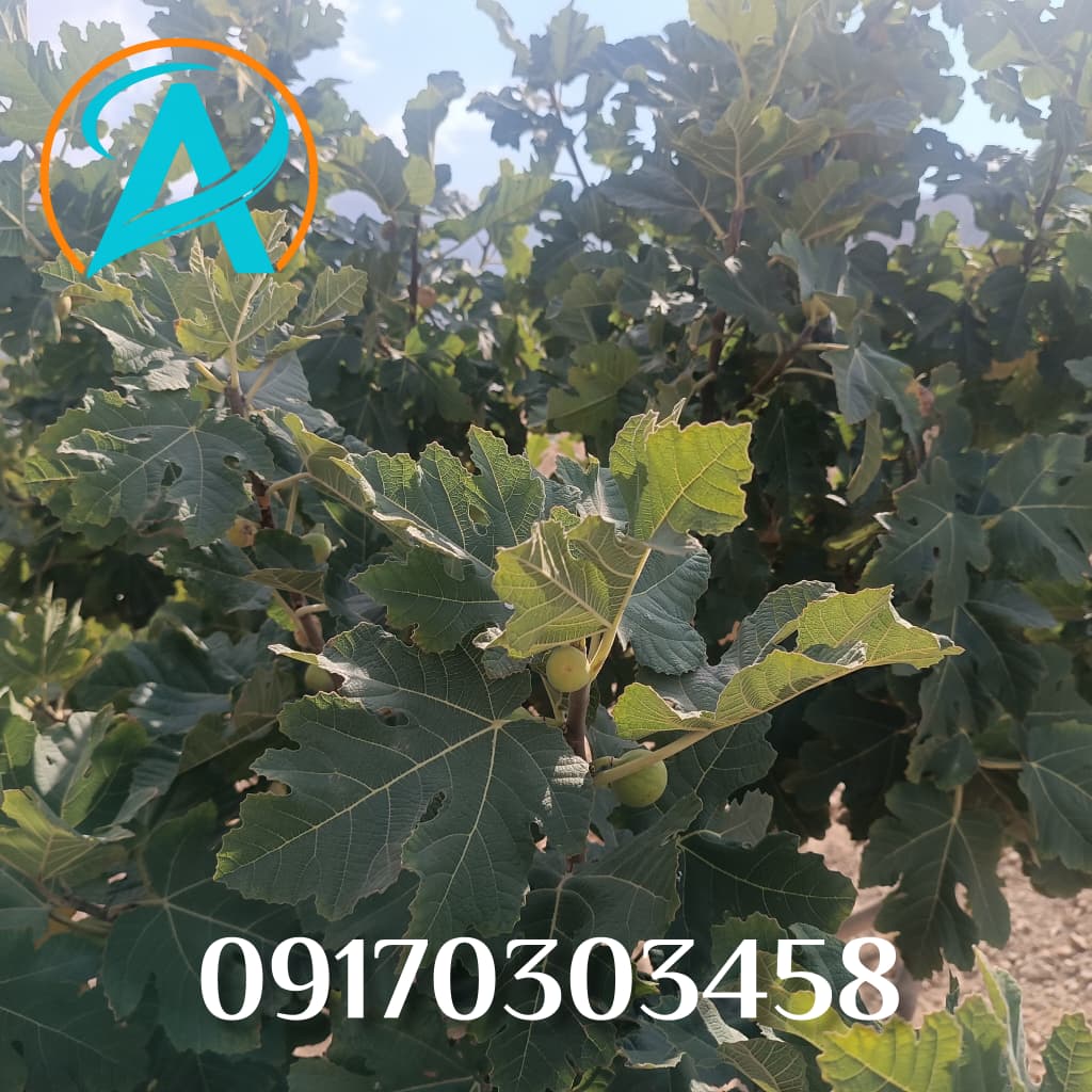 تصویر 1 از خرید مرغوبترین انجیر متوسط مخصوص صادرات به چین با برترین کیفیت