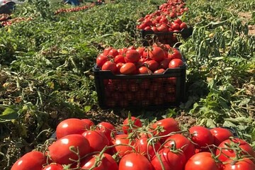 تصویر 1 از فروش عمده رب گوجه + صادراتی