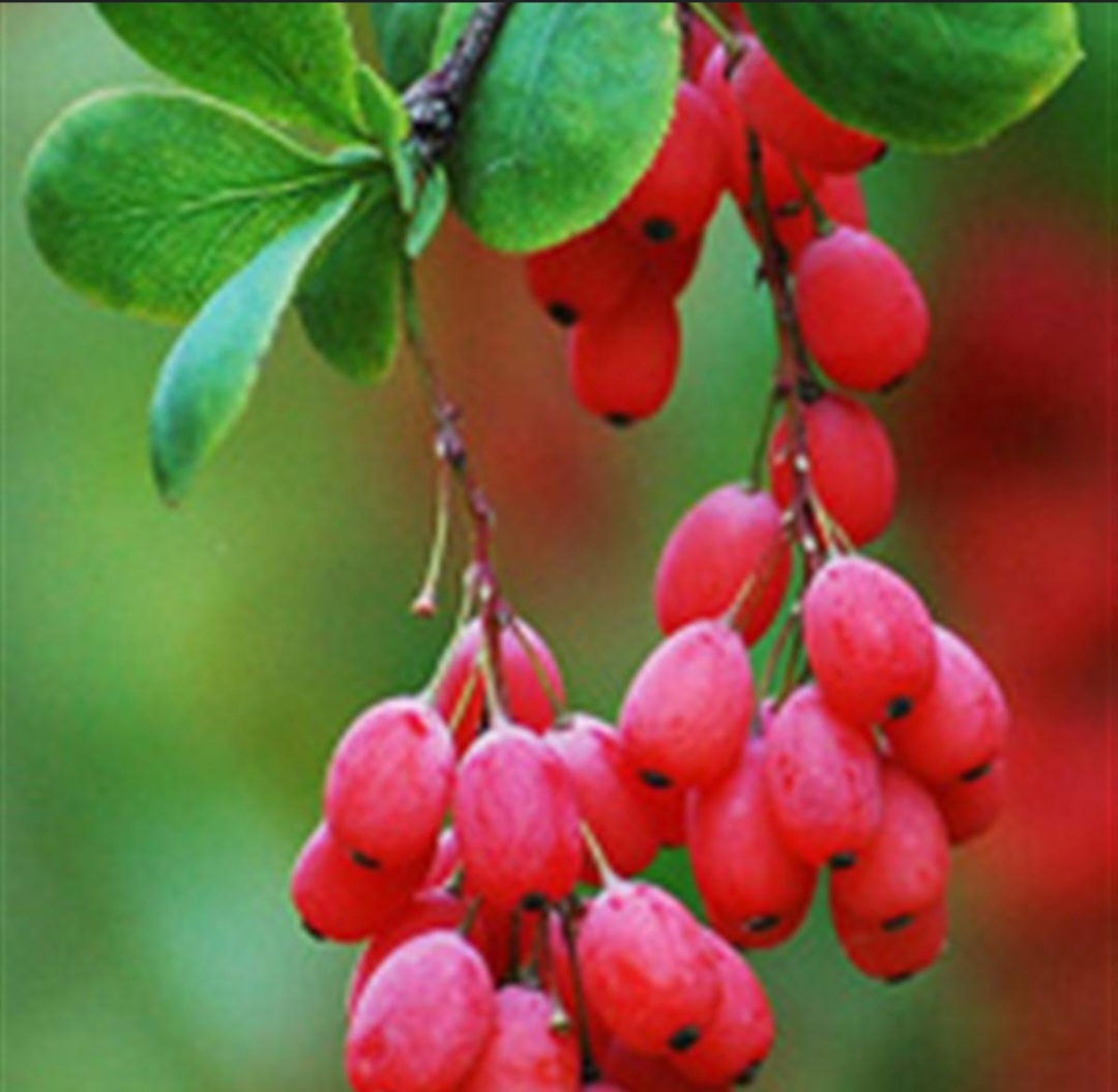 تصویر 1 از قیمت زرشک تازه خوشه ای بیرجند