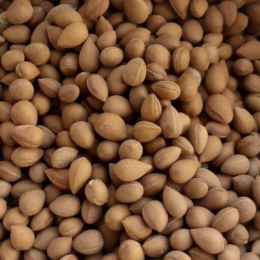 تصویر 4 از خرید بادام کوهی الوک + قیمت فروش استثنایی