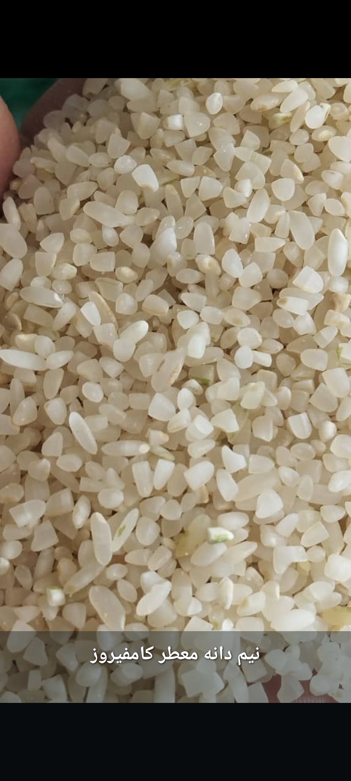 قیمت به صرفه نیم دانه کامفیروزی + فروش ویژه