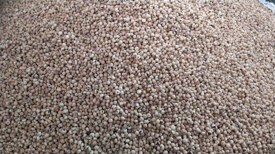 تصویر 1 از خرید و فروش انجیر ضایعاتی متوسط + خرید مستقیم از باغدار