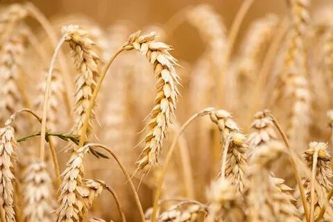 تصویر 5 از فروش گلوتن گندم در حجم عمده + بهترین قیمت بازار