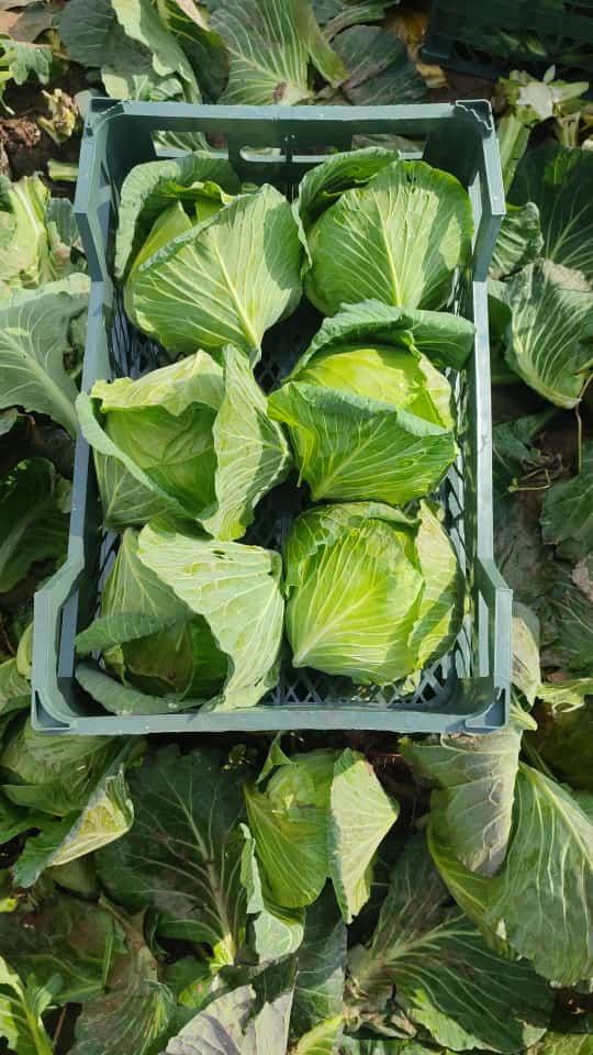 کلم قمری شیرین و آبدار مناسب خام‌ خوری و سالاد