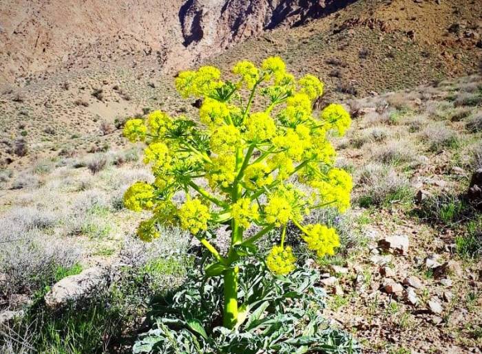 تصویر 1 از فروش عمده اسانس آنغوزه طبیعی گرید A