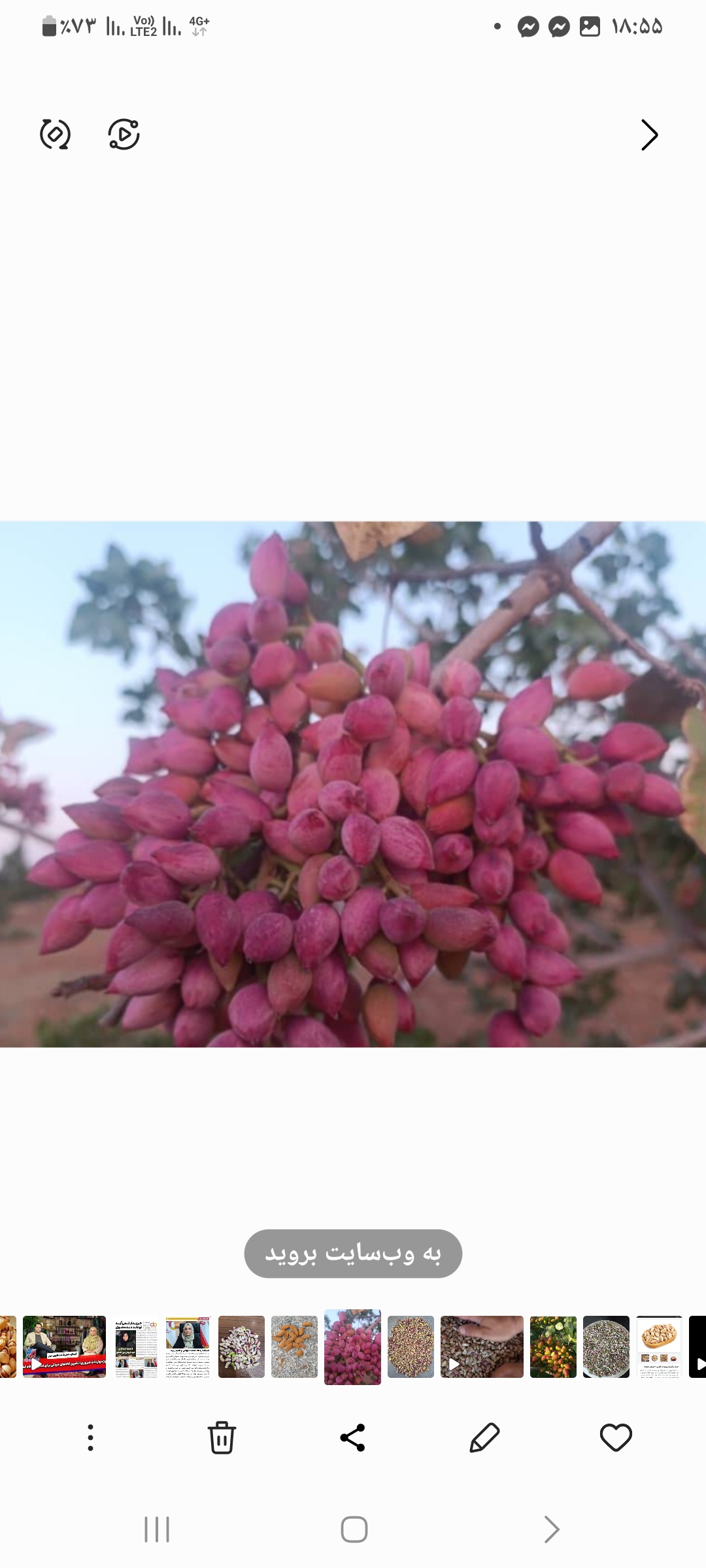 تصویر 1 از فروش پسته مرغوب امسالی + عمده