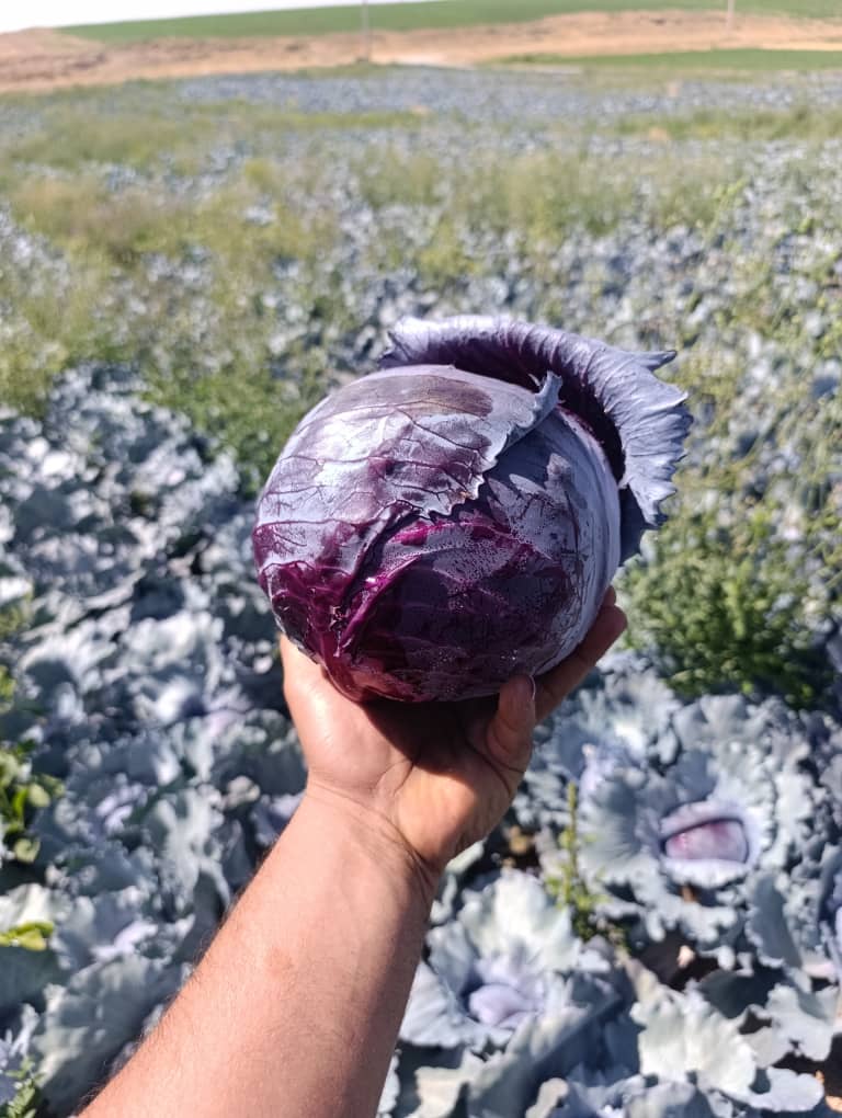 عرضه مستقیم کلم قرمز دزفول + ارسال سراسری