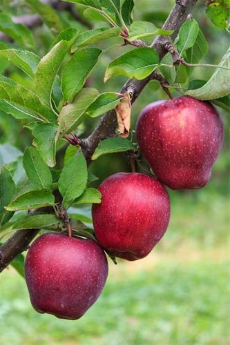 فروش روز سیب قرمز استخوانی با قیمت رقابتی