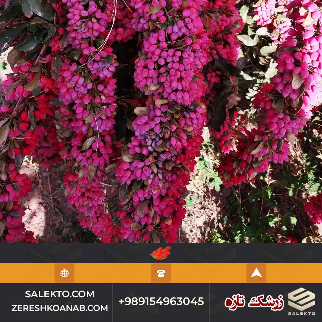 تصویر 4 از زرشک تازه دان شده بیرجند سرشار از ویتامین C + خرید ارزان