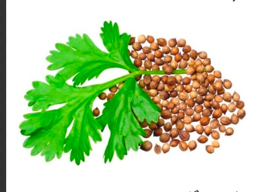 قیمت خرید بذر با کیفیت گشنیز از آناهیتا گشنیز