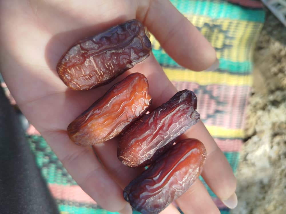 تصویر 4 از خرما پیارم ارزان + قیمت فروش منصفانه
