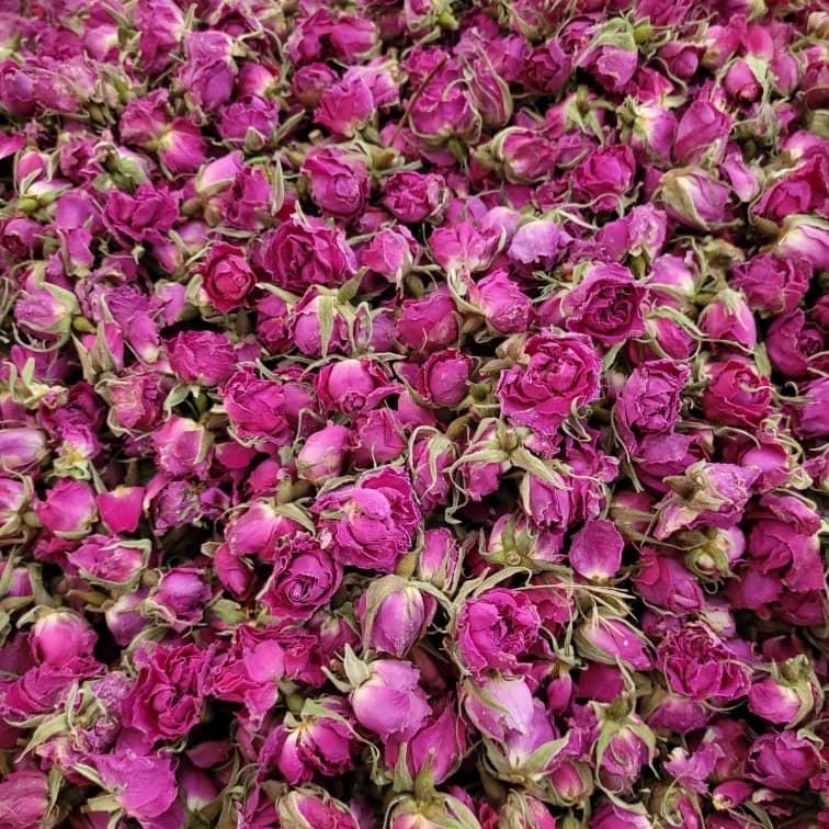 قیمت عمده بهترین غنچه گل محمدی + خرید اینترنتی