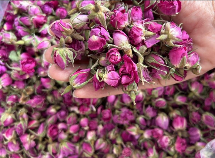خرید اینترنتی غنچه گل محمدی خشک + ارسال سریع