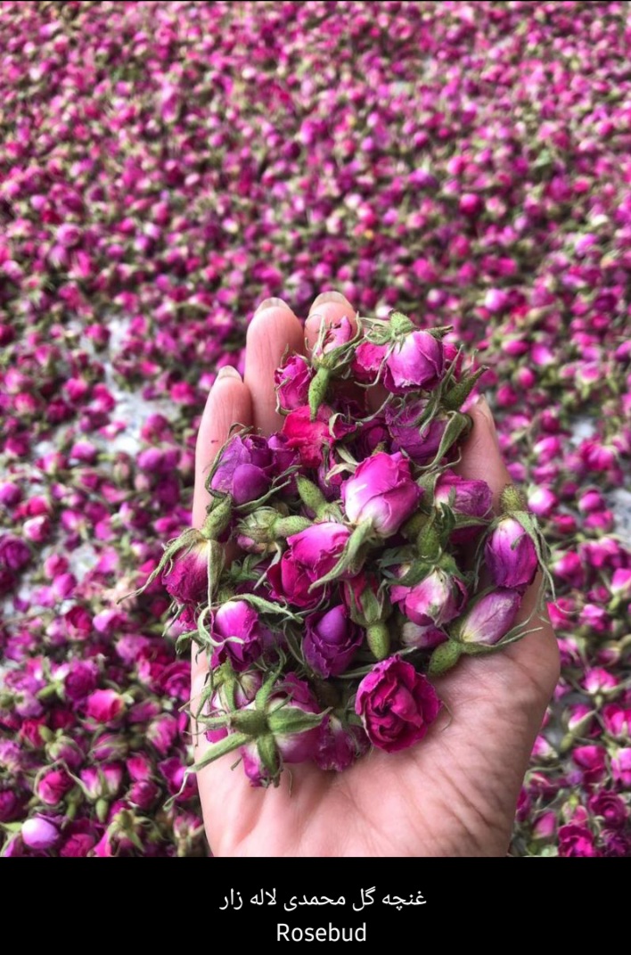 نحوه خرید غنچه گل محمدی خشک + کیفیت عالی