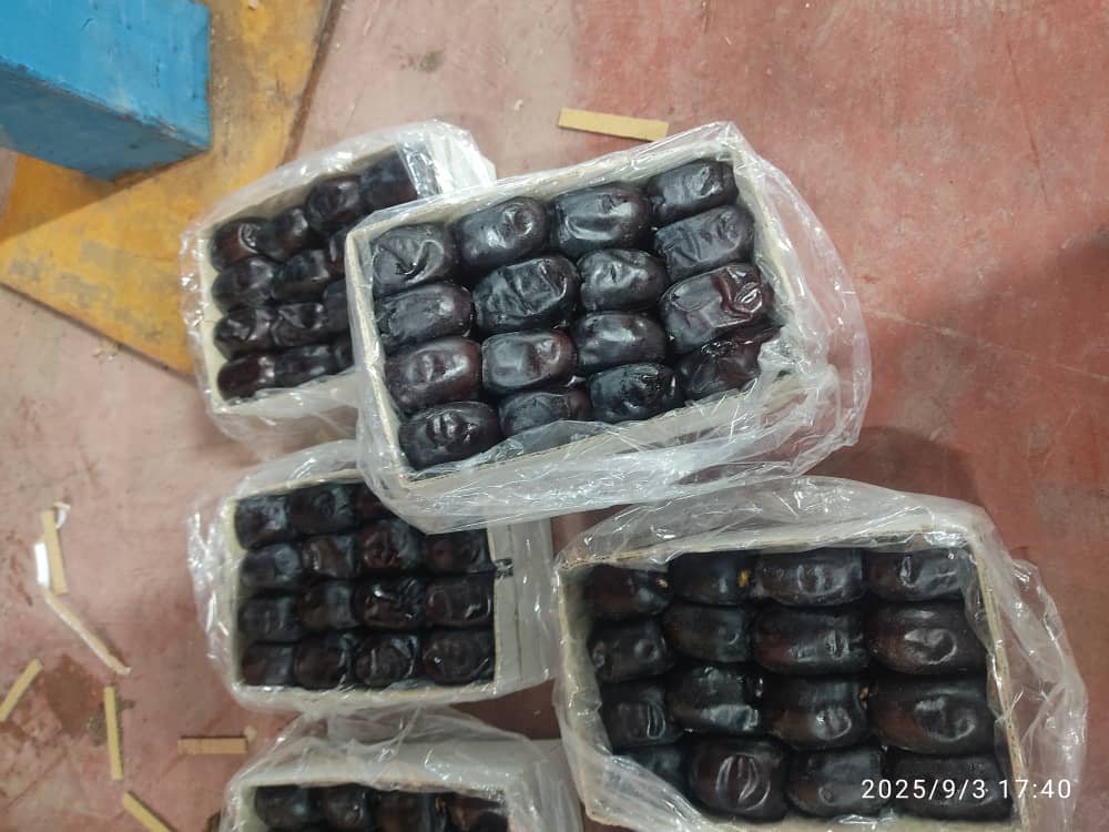 تصویر 2 از فروش خرما مضافتی مانی + قیمت عالی