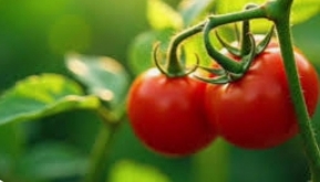 تصویر 2 از فروش انواع رب گوجه فرنگی + حلب و قوطی