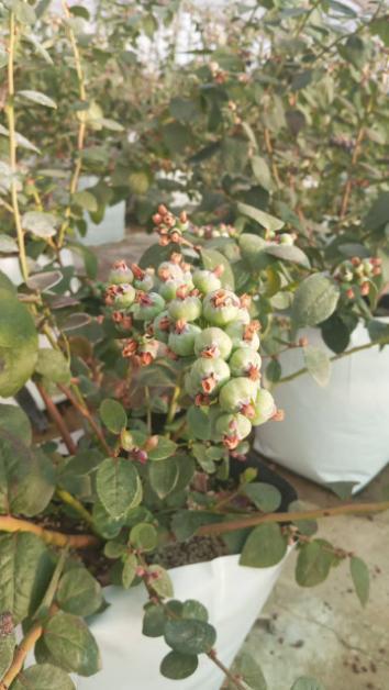 تصویر 3 از نهال بلوبری جول اصلاح‌ شده مقاوم به سرما پربار و مناسب باغ‌ های تجاری