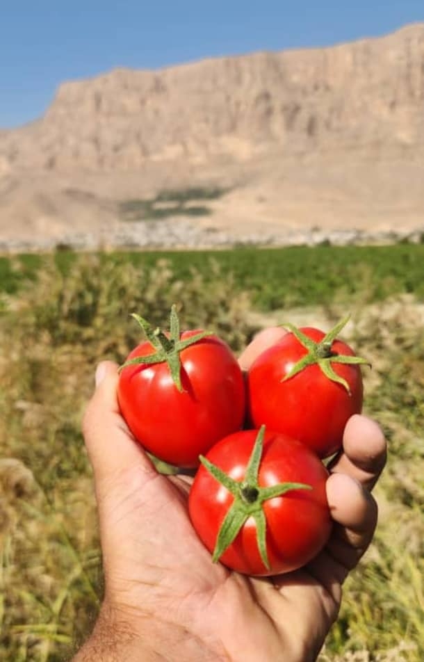 فروش عمده رب گوجه‌ فرنگی + به صرفه ترین
