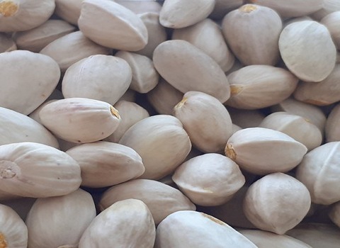 تصویر 3 از خرید پسته دهن بسته احمد اقایی + قیمت فروش استثنایی