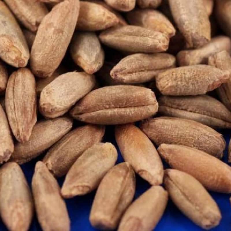 تصویر 1 از فروش هسته خرما + قیمت خرید به صرفه