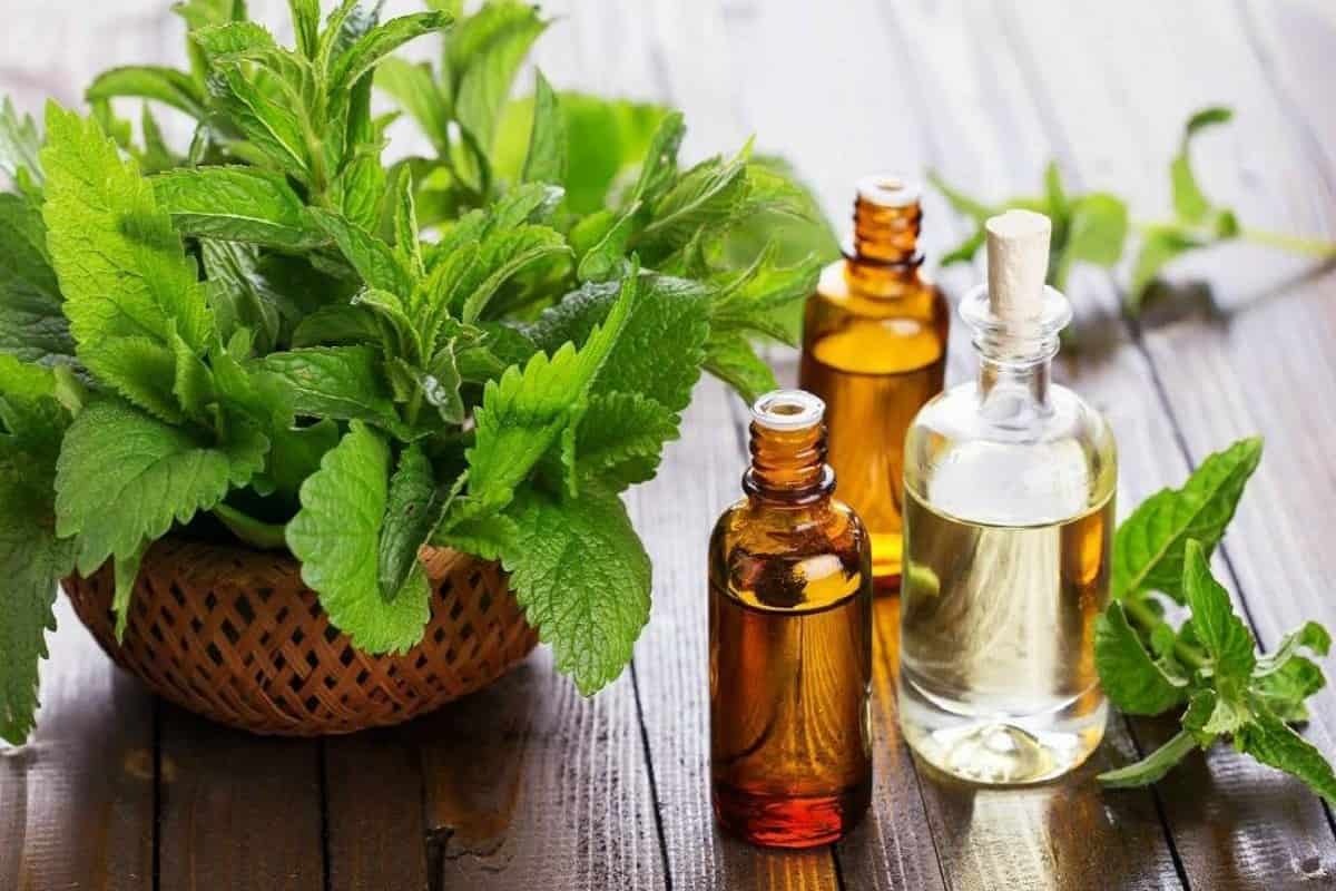 تصویر 1 از فروش عمده اسانس نعناع دشتی طبیعی گرید A