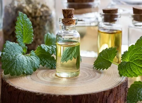 تصویر 1 از فروش عمده عصاره بادرنجبویه مایع گرید A